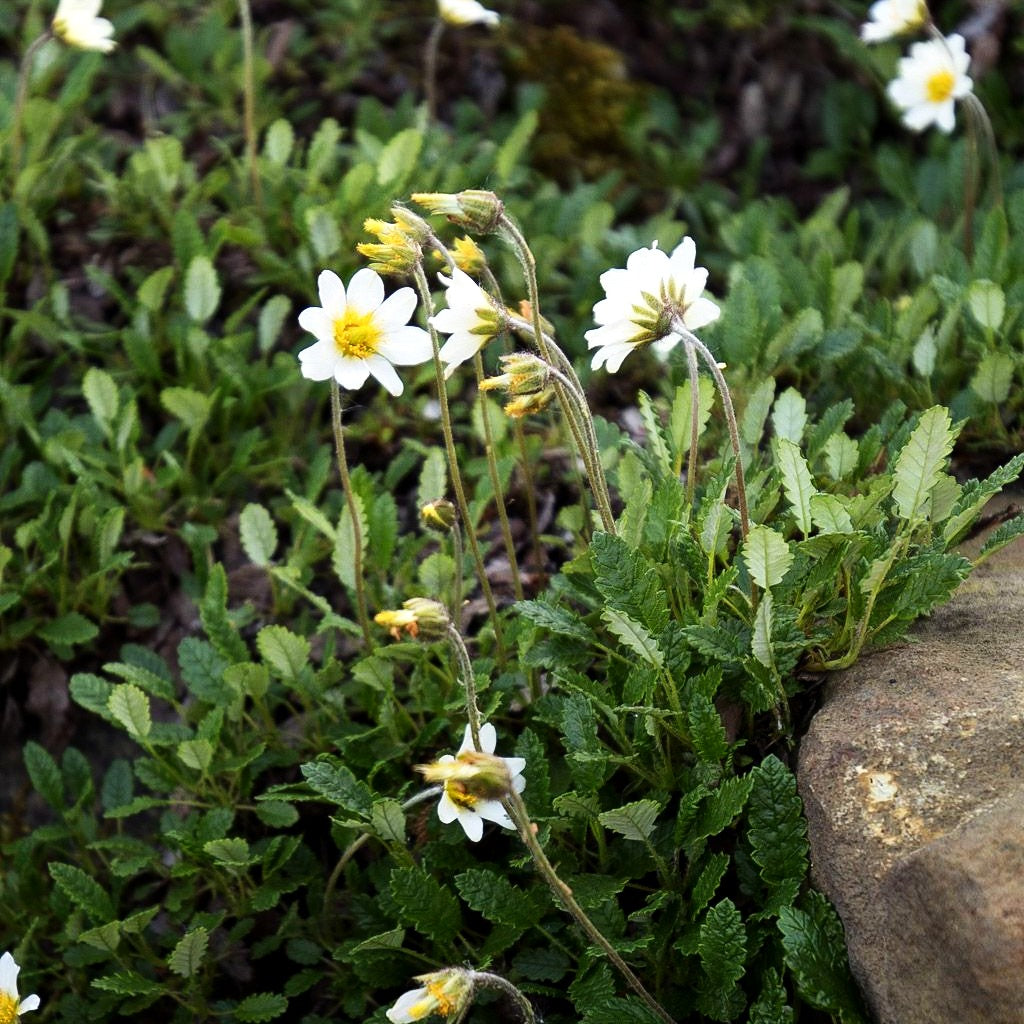 Silberwurz (Dryas x suendermannii)