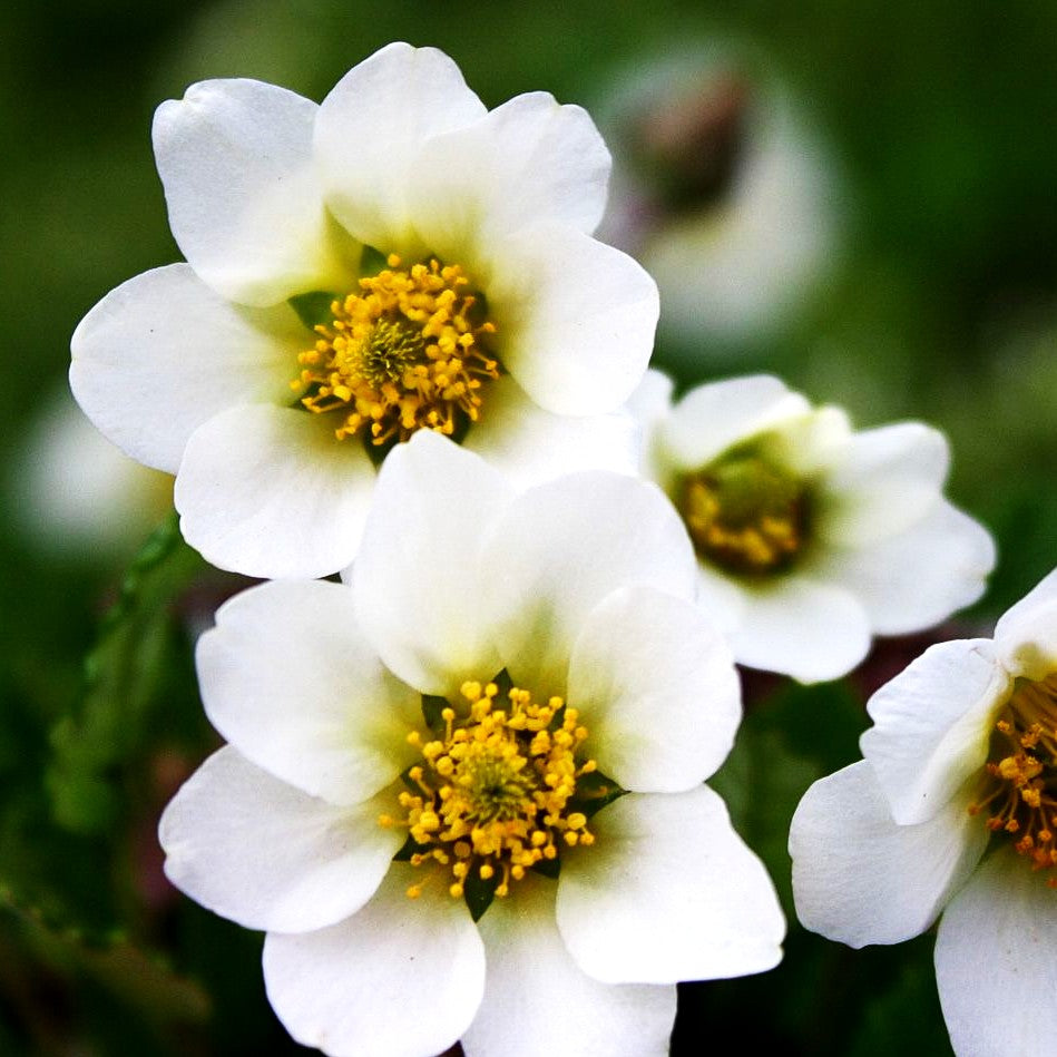 Silberwurz (Dryas x suendermannii)