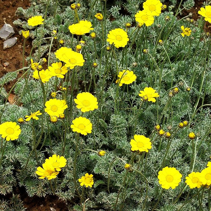 Silbrigblättrige Hundskamille (Anthemis marschalliana)