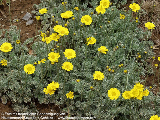 Silbrigblättrige Hundskamille (Anthemis marschalliana)