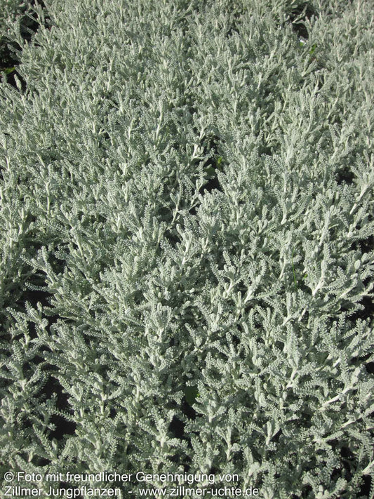 Silbrigblättriges Heiligenkraut (Santolina chamaecyparissus)