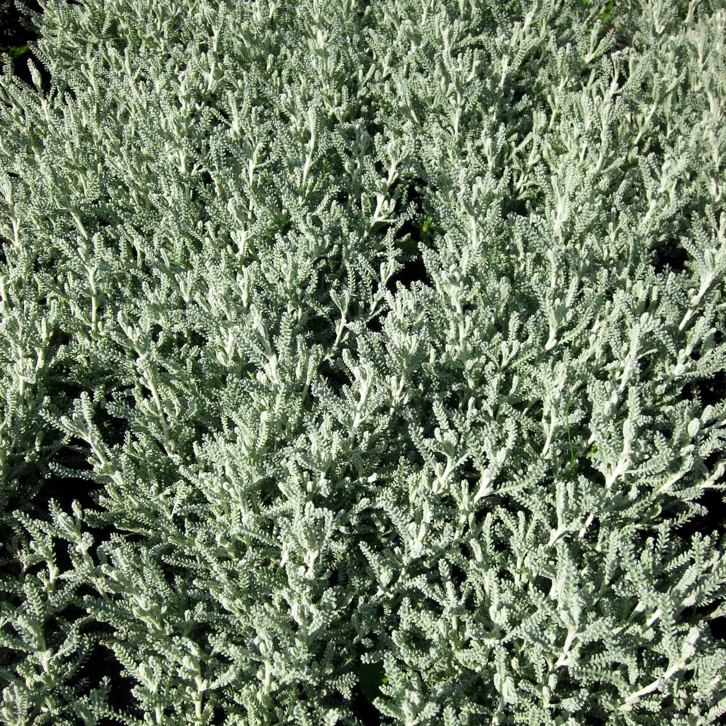 Silbrigblättriges Heiligenkraut (Santolina chamaecyparissus)