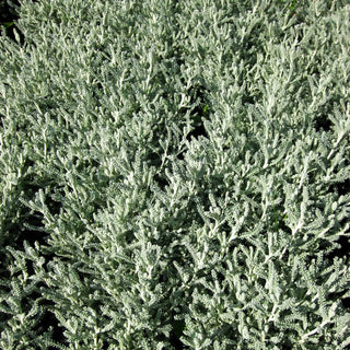 Silbrigblättriges Heiligenkraut (Santolina chamaecyparissus)