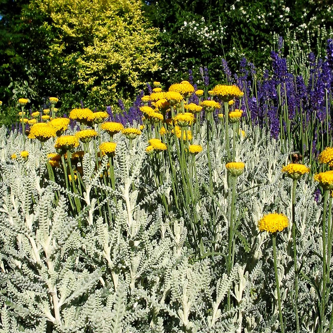 Silbrigblättriges Heiligenkraut (Santolina chamaecyparissus)