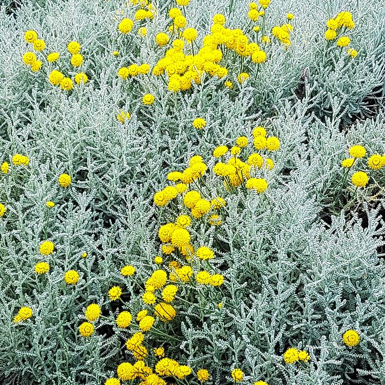 Silbrigblättriges Heiligenkraut (Santolina chamaecyparissus)