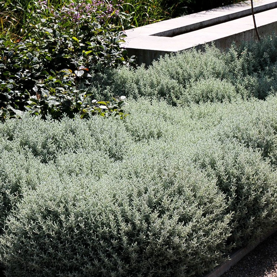 Silbrigblättriges Heiligenkraut (Santolina chamaecyparissus)