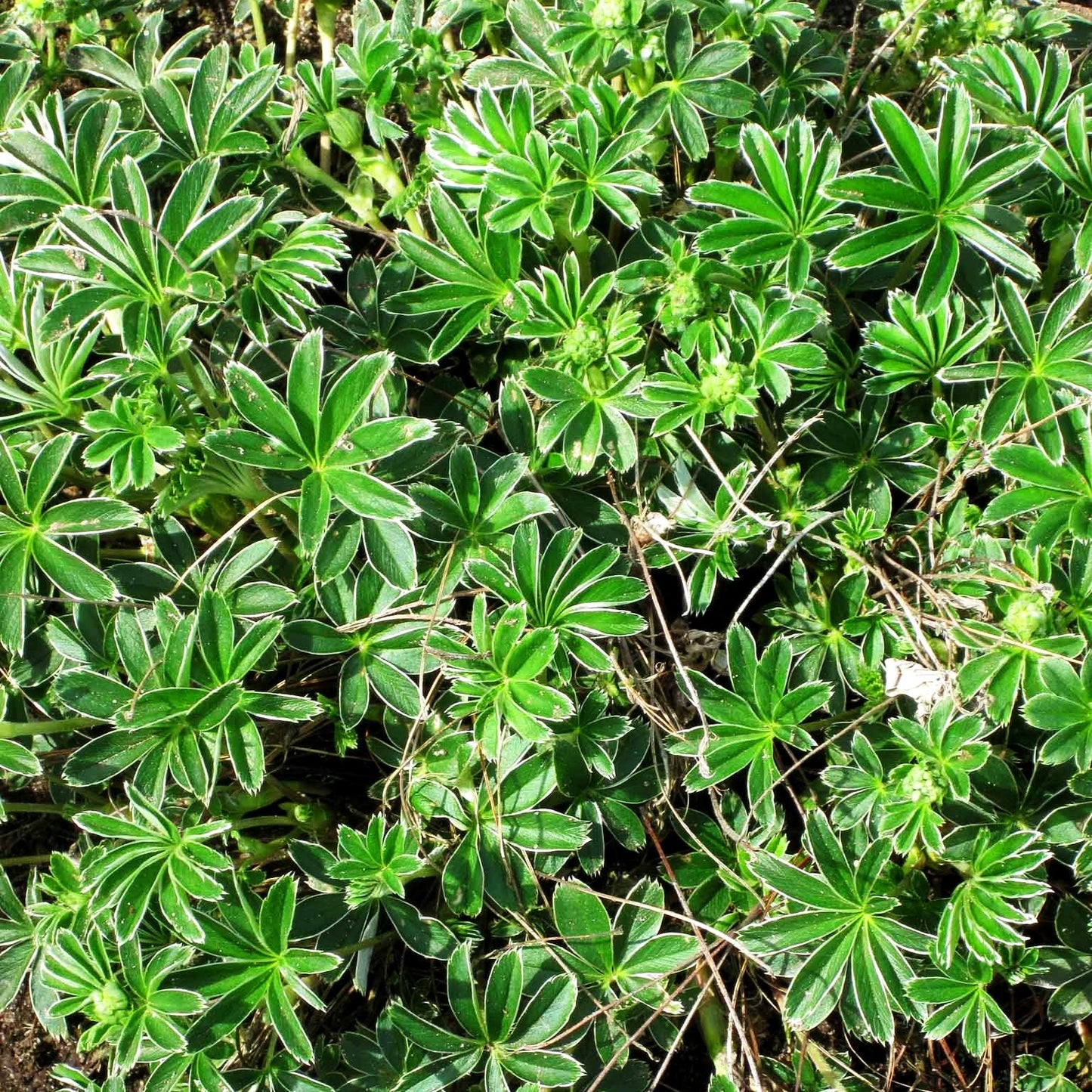 Silbriger Frauenmantel (Alchemilla hoppeana)