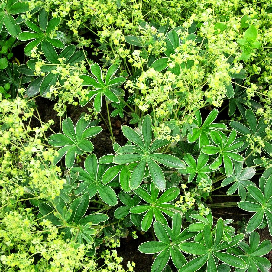 Silbriger Frauenmantel (Alchemilla hoppeana)