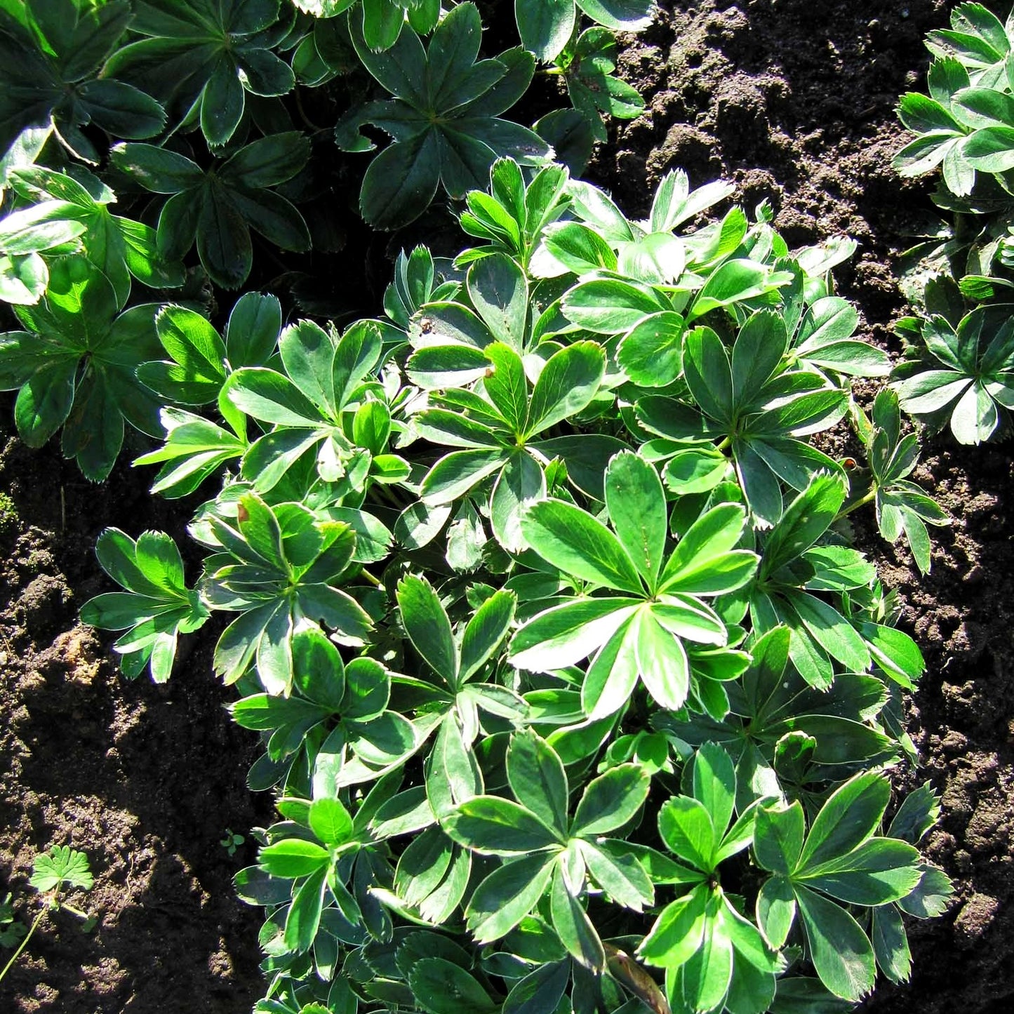 Silbriger Frauenmantel (Alchemilla hoppeana)