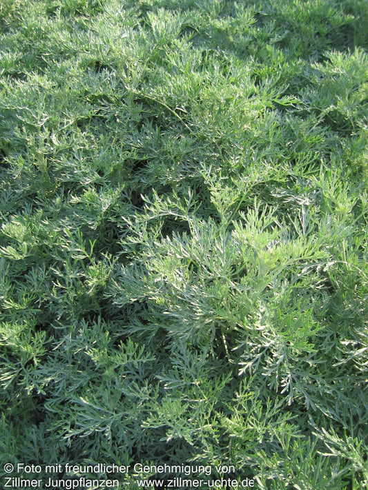 Silbriger Strauch-Wermut 'Powis Castle' (Artemisia arborescens)