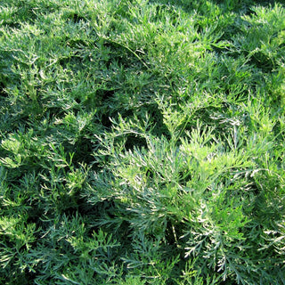 Silbriger Strauch-Wermut 'Powis Castle' (Artemisia arborescens)