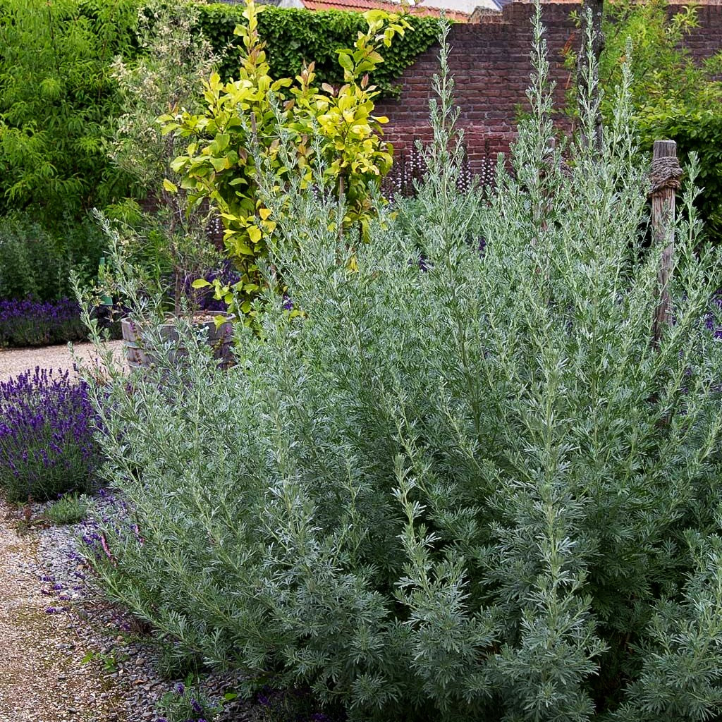 Silbriger Strauch-Wermut 'Powis Castle' (Artemisia arborescens)