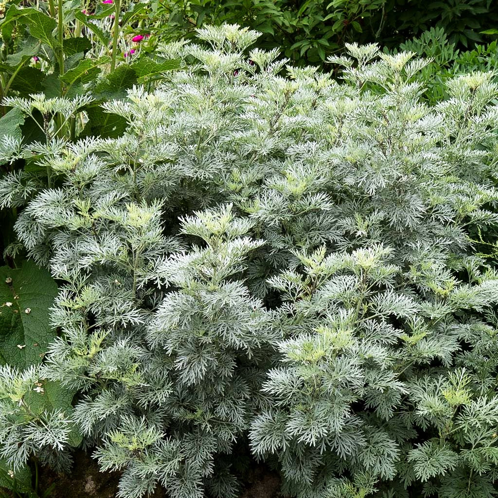 Silbriger Strauch-Wermut 'Powis Castle' (Artemisia arborescens)