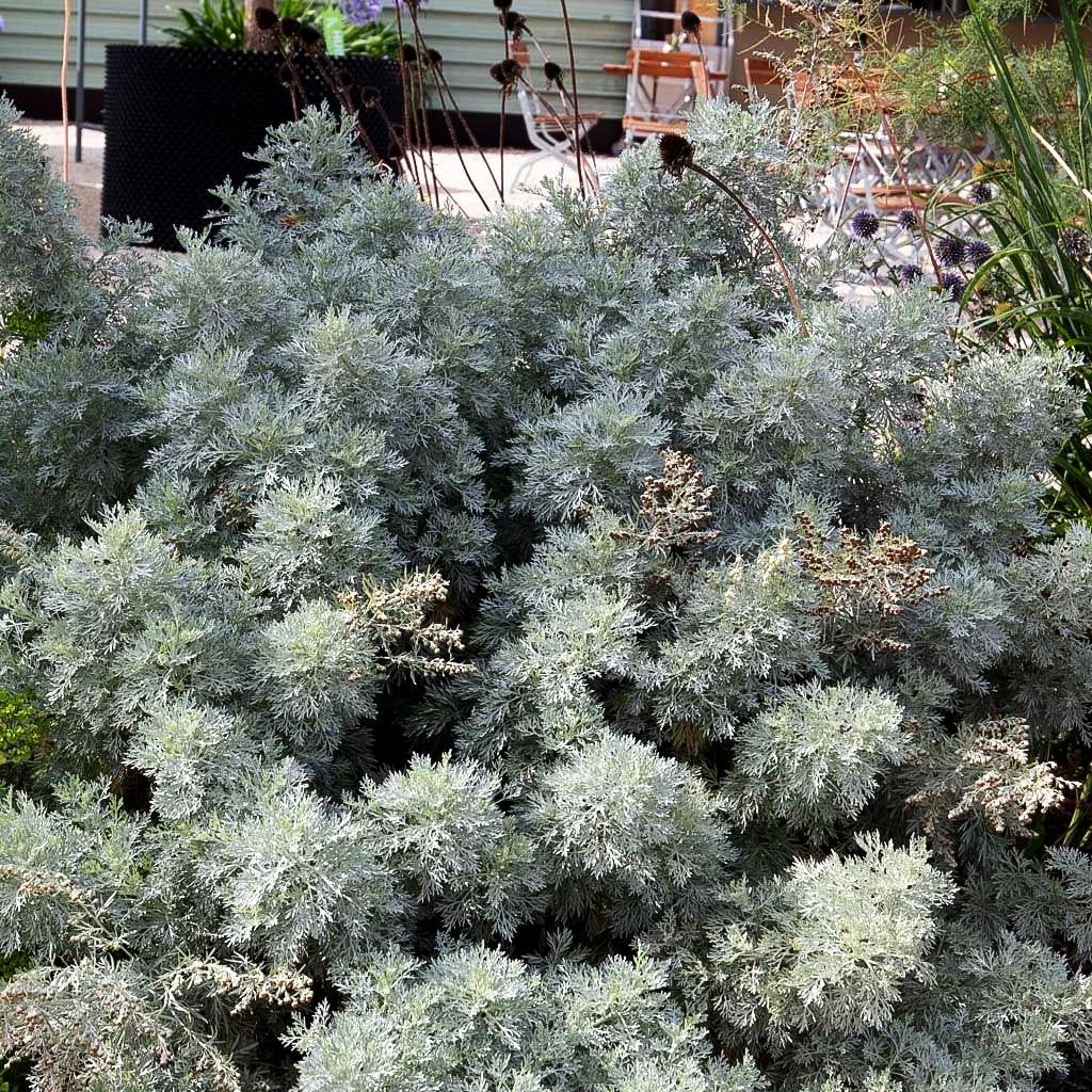 Silbriger Strauch-Wermut 'Powis Castle' (Artemisia arborescens)
