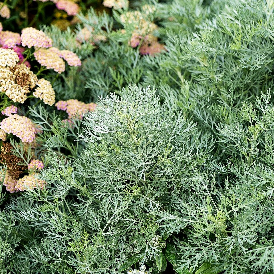 Silbriger Strauch-Wermut 'Powis Castle' (Artemisia arborescens)