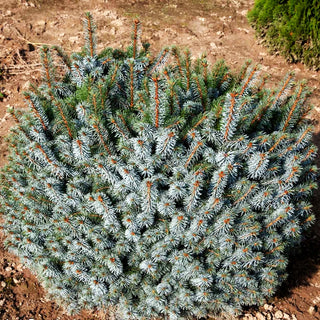 Sitka-Zwerg-Fichte 'Silberzwerg' (Picea sitchensis)