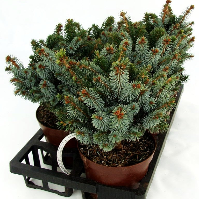 Sitka-Zwerg-Fichte 'Silberzwerg' (Picea sitchensis)