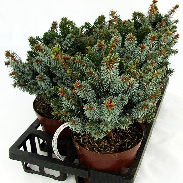 Sitka-Zwerg-Fichte 'Silberzwerg' (Picea sitchensis)