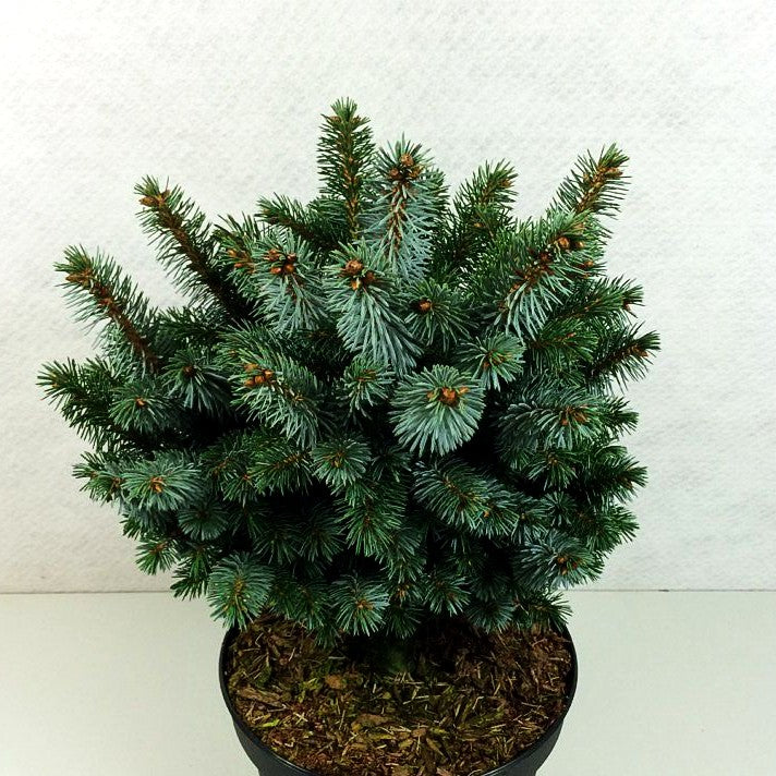 Sitka-Zwerg-Fichte 'Silberzwerg' (Picea sitchensis)