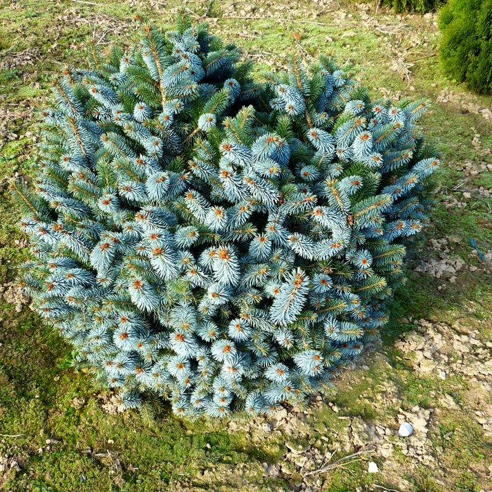 Sitka-Zwerg-Fichte 'Silberzwerg' (Picea sitchensis)