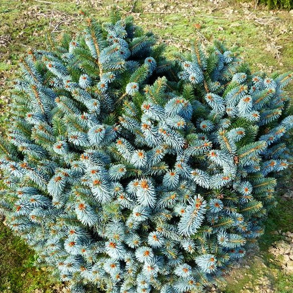 Sitka-Zwerg-Fichte 'Silberzwerg' (Picea sitchensis)