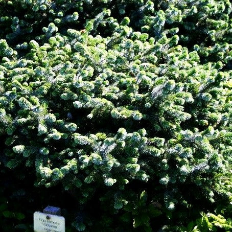 Sitka-Zwerg-Fichte 'Silberzwerg' (Picea sitchensis)