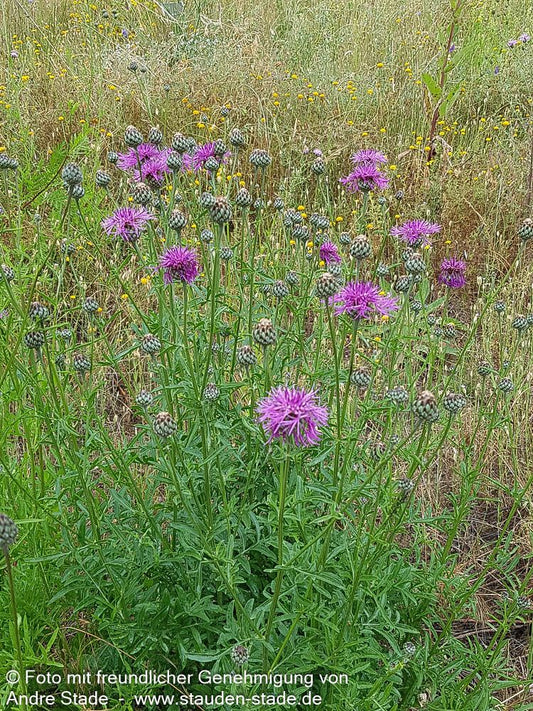 Skabiosen-Flockenblume (Centaurea scabiosa)