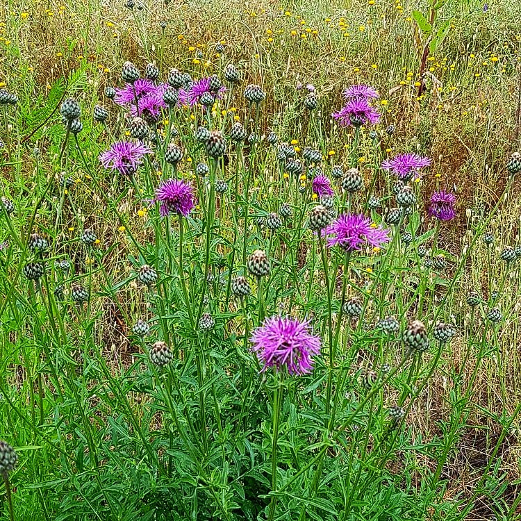 Skabiosen-Flockenblume (Centaurea scabiosa)