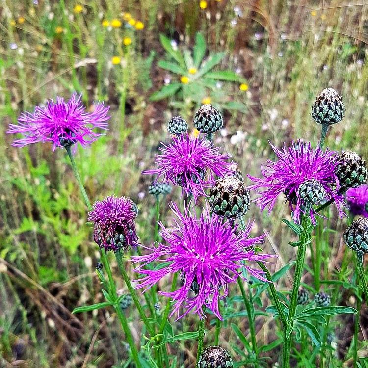 Skabiosen-Flockenblume (Centaurea scabiosa)