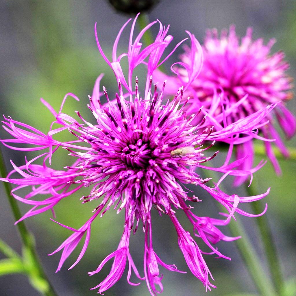 Skabiosen-Flockenblume (Centaurea scabiosa)