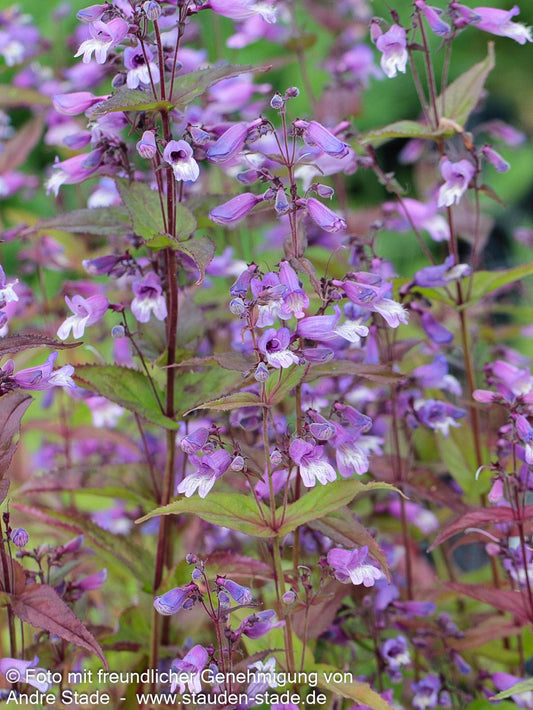 Smalls Bartfaden (Penstemon smallii)