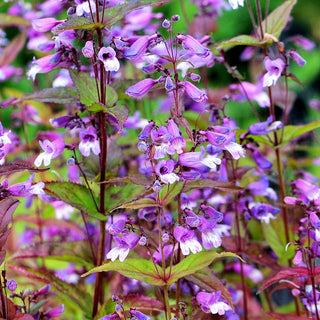 Smalls Bartfaden (Penstemon smallii)