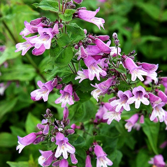 Smalls Bartfaden (Penstemon smallii)