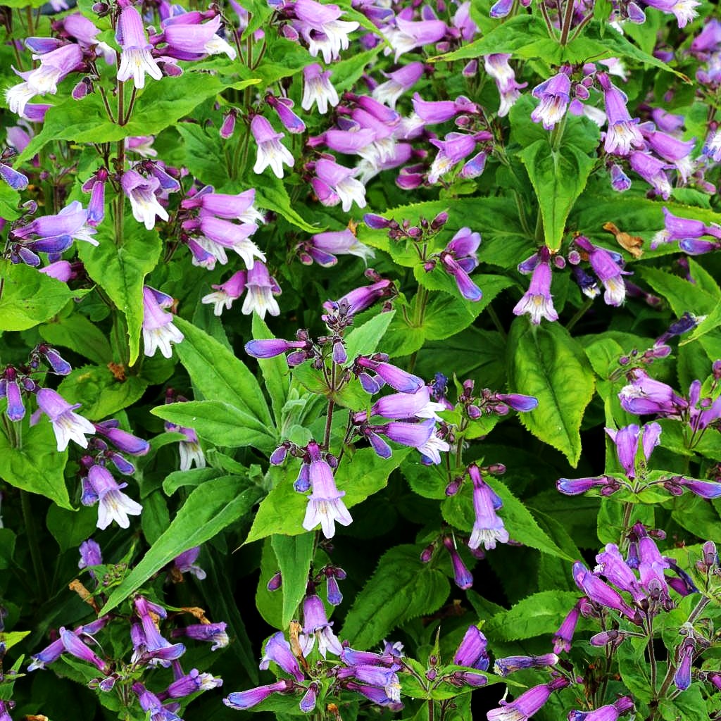 Smalls Bartfaden (Penstemon smallii)