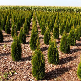 Smaragd-Lebensbaum 'Smaragd' (Thuja occidentalis)