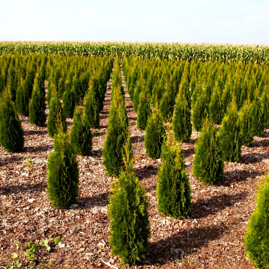 Smaragd-Lebensbaum 'Smaragd' (Thuja occidentalis)