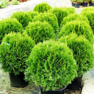 Smaragd-Lebensbaum 'Smaragd' (Thuja occidentalis)