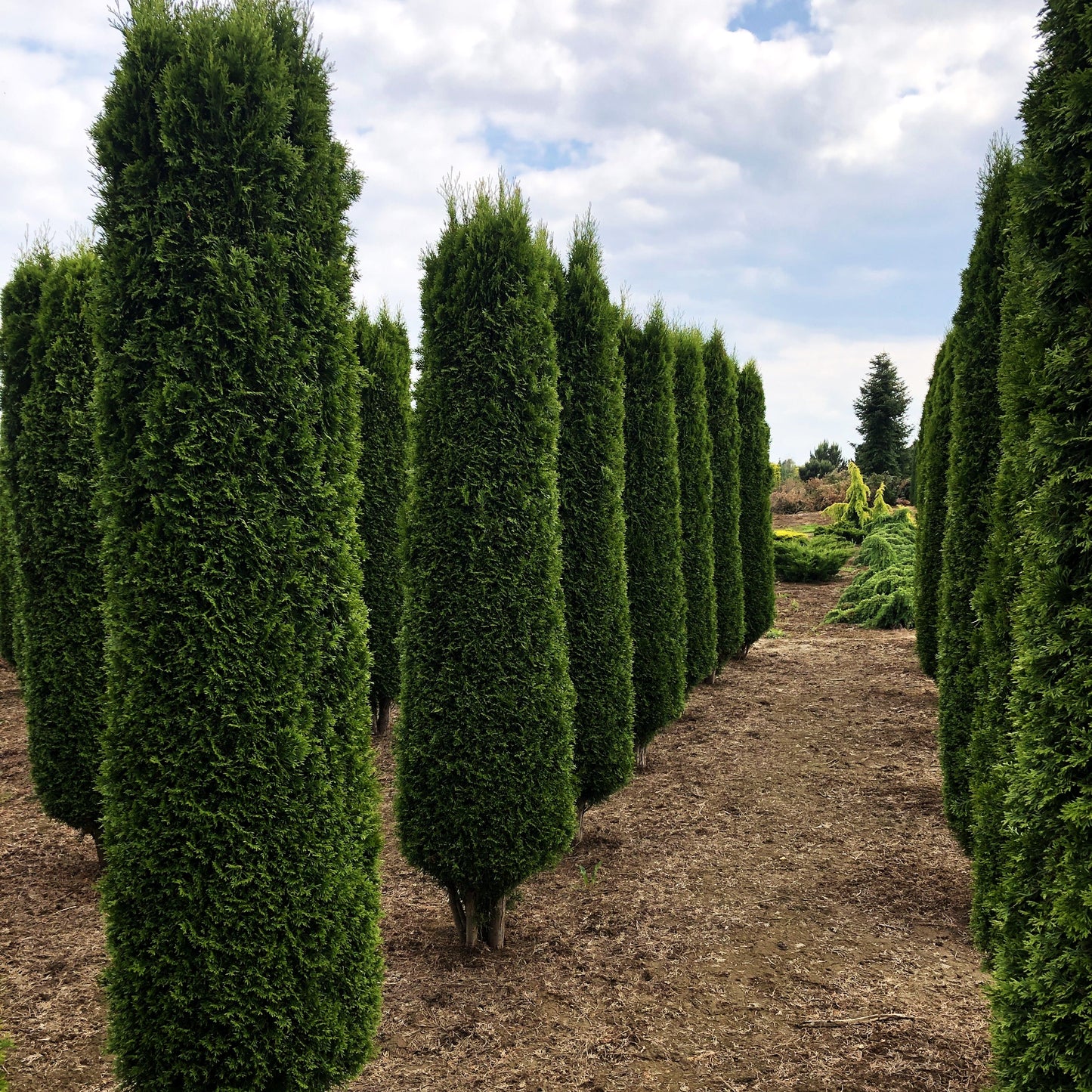 Smaragd-Lebensbaum 'Smaragd' (Thuja occidentalis)