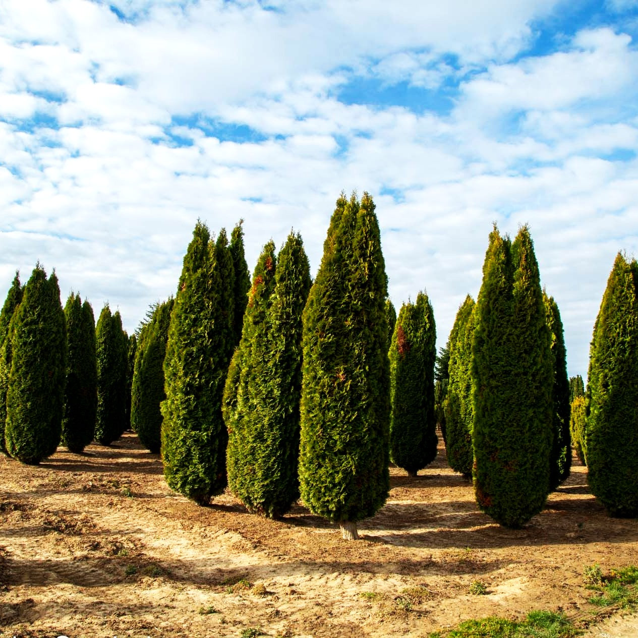 Smaragd-Lebensbaum 'Smaragd' (Thuja occidentalis)