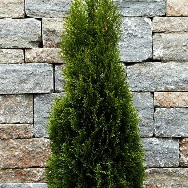 Smaragd-Lebensbaum 'Smaragd' (Thuja occidentalis)