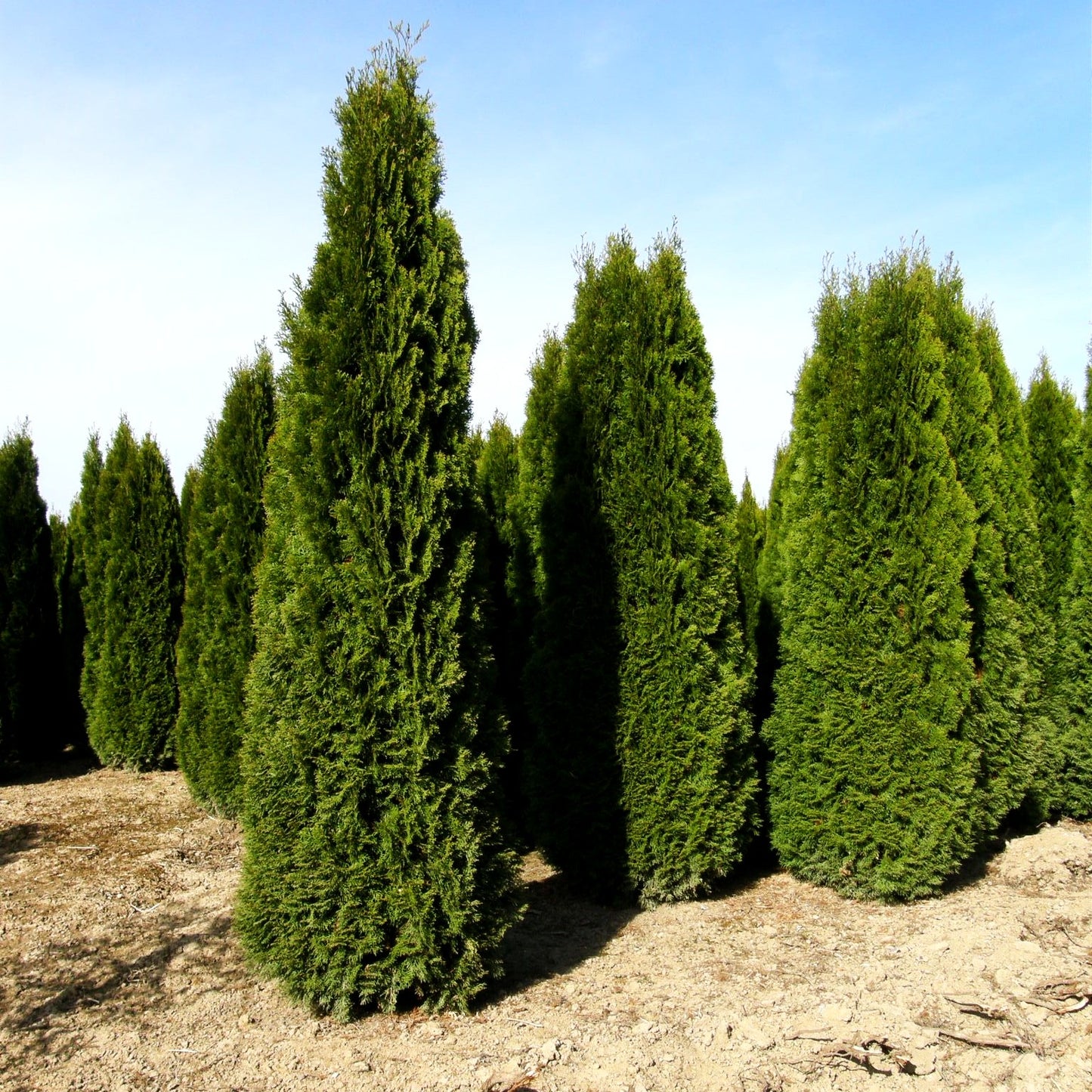 Smaragd-Lebensbaum 'Smaragd' (Thuja occidentalis)