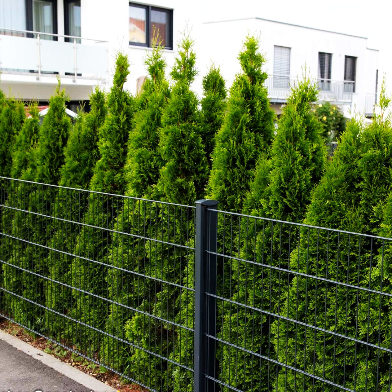 Smaragd-Lebensbaum 'Smaragd' (Thuja occidentalis)
