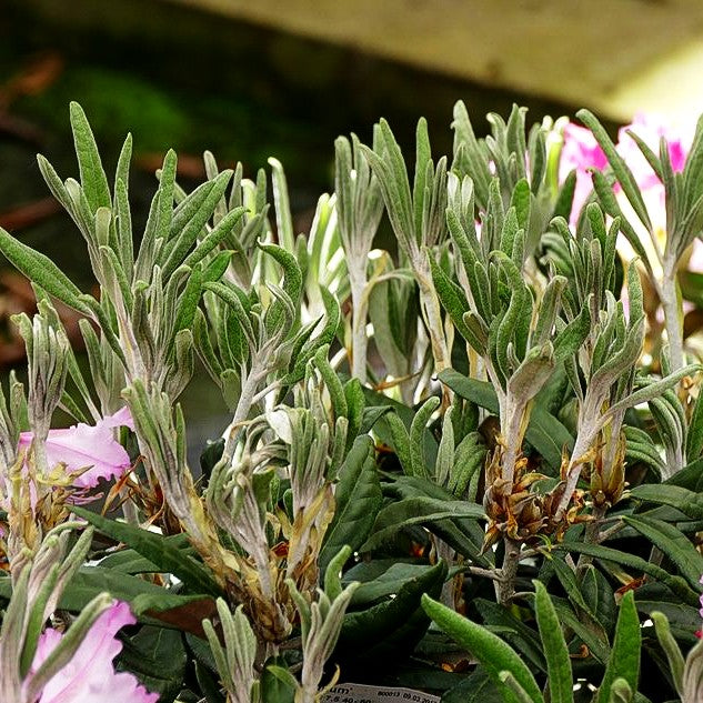 Smirnows Rhododendron 'Millenium' (Rhododendron smirnowii)