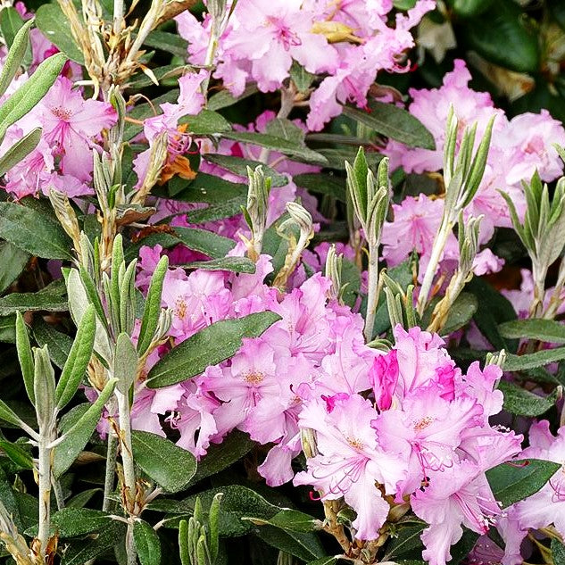 Smirnows Rhododendron 'Millenium' (Rhododendron smirnowii)