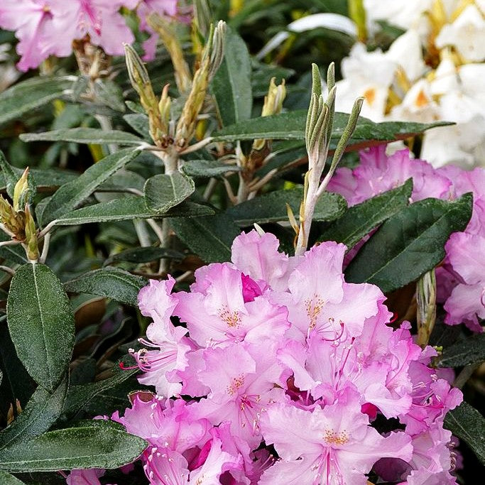 Smirnows Rhododendron 'Millenium' (Rhododendron smirnowii)