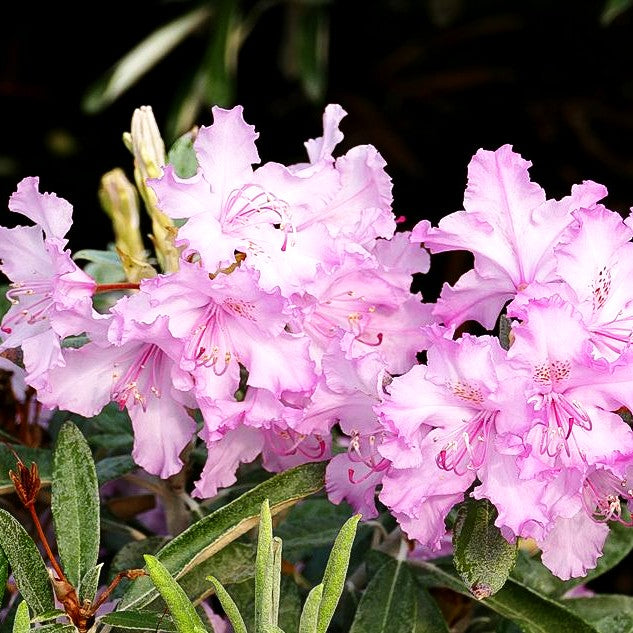 Smirnows Rhododendron 'Millenium' (Rhododendron smirnowii)