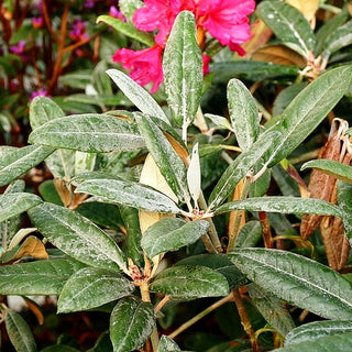 Smirnows Rhododendron 'Weinlese' (Rhododendron smirnowii)