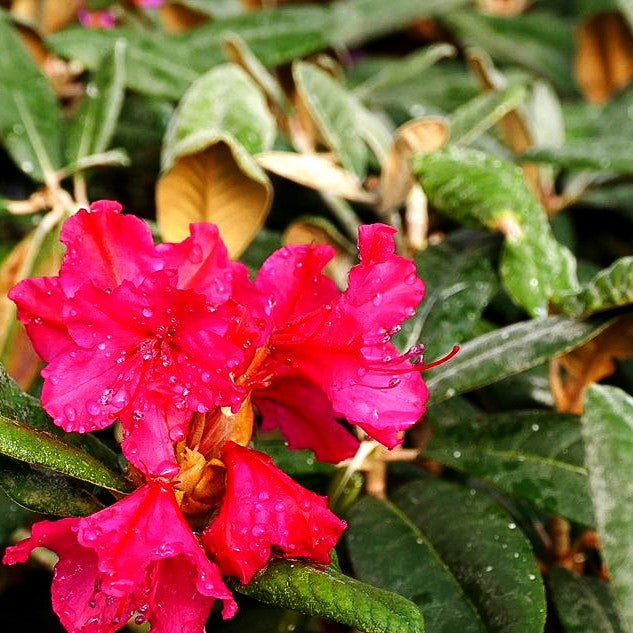 Smirnows Rhododendron 'Weinlese' (Rhododendron smirnowii)