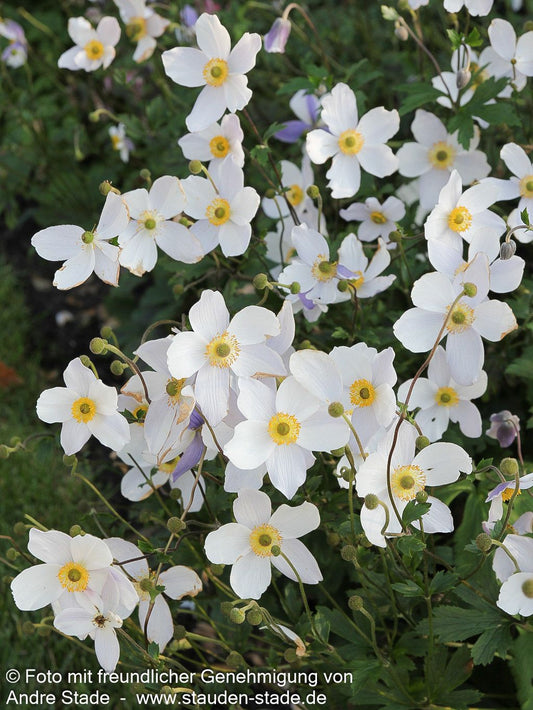 Spätsommer-Anemone 'Wild Swan' (Anemone x hybrida)