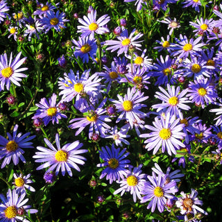 Sommer-Aster 'Dr Otto Petscheck' (Aster amellus)